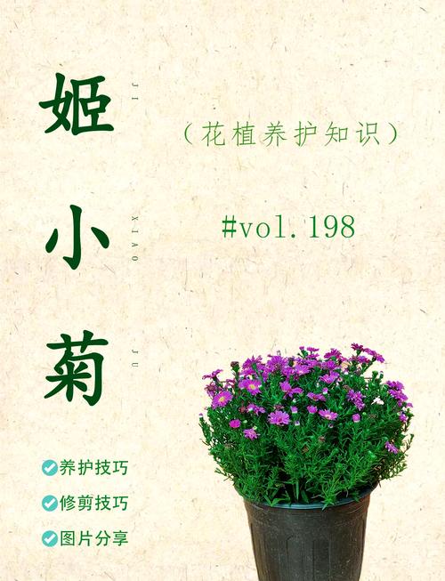 矮型四季菊淘宝网店—打造您专属的花园小确幸
