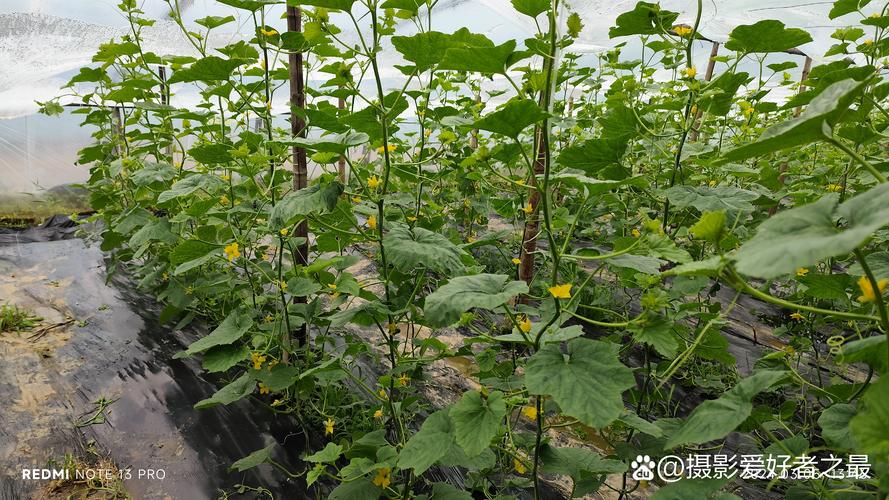 西安金田种业淘宝网店,种子的世界,绿意盎然
