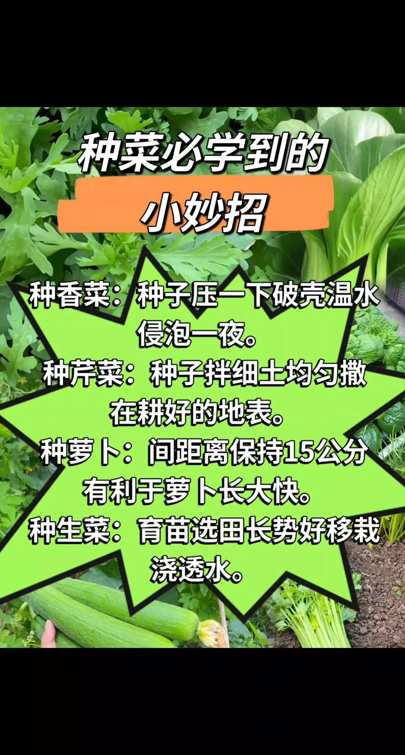 绿意盎然,播种希望—蔬菜种子淘宝网店运营心得分享