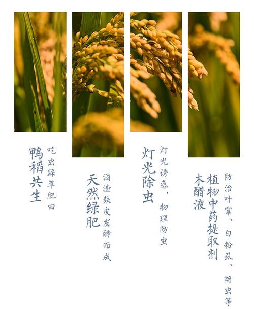 崇明区礼品一件,藏着多少你不知道的生态密码?